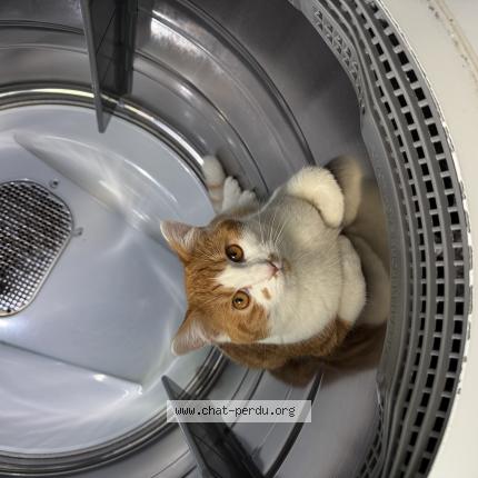 Photo 1/1 Toupie Chat perdu à Montreal