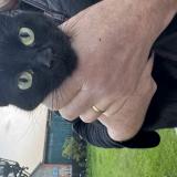 Photo de chat trouvé à Percy