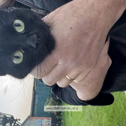 Photo 1/1 Chat trouvé Trouvé à Percy