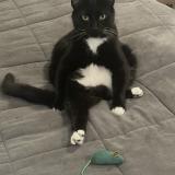 Photo de chat perdu à Indianapolis