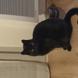 Photo de chat perdu à Reze