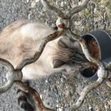 Photo de chat trouvé à Chateaubernard