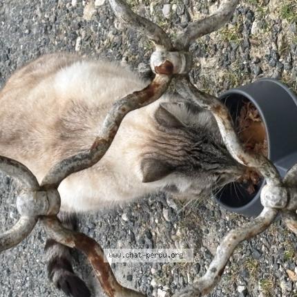 Photo 1/1 Chat trouvé Trouvé à Chateaubernard