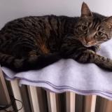 Photo de chat perdu à Les Noes Pres Troyes