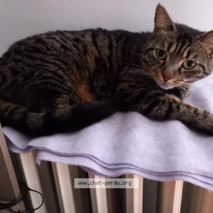 Photo 1/1 Omale Chat perdu à Les noes pres troyes