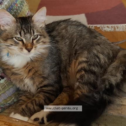 Photo 1/1 Chat retrouvé Perdu à Bourg la reine