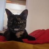 Photo de chat perdu à Aix En Provence