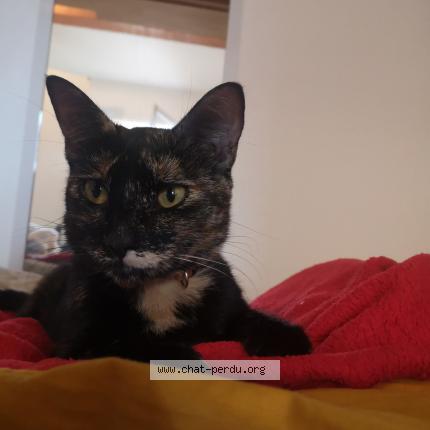 Photo 1/1 Ina Chat perdu à Aix en provence