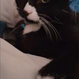 Photo de chat perdu à Iffendic