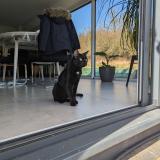 Photo de chat perdu à Kutzenhausen