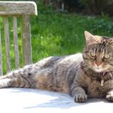 Photo de chat perdu à Incourt