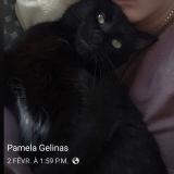 Photo de chat perdu à Trois Rivieres