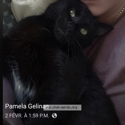 Photo 1/1 Lili Chat perdu à Trois rivieres