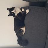 Photo de chat perdu à Thorigny Sur Marne