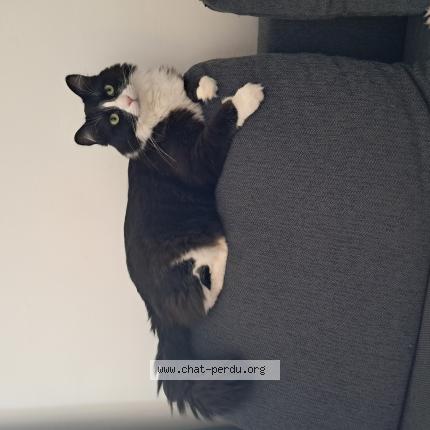 Photo 1/1 Chalumeau ou Chacha Chat perdu à Thorigny sur marne