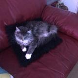 Photo de chat perdu à Chouze Sur Loire