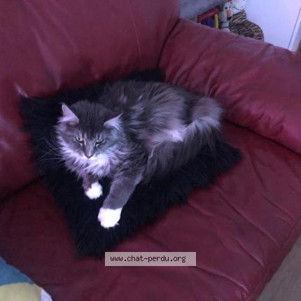 Photo 1/1 Neptune Chat perdu à Chouze sur loire