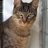 Photo de chat perdu à Dammartin En Goele