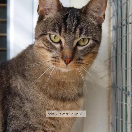 Photo 1/1 LOLO Chat perdu à Dammartin en goele