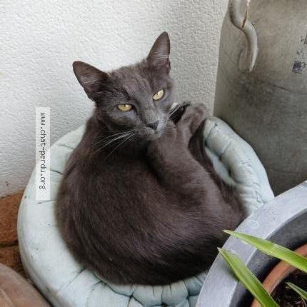 Photo 1/1 POPI Chat perdu à Sainte neomaye