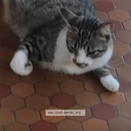 Photo 1/1 Fayan Chat perdu à Yvrac