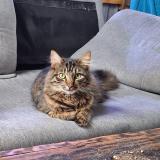 Photo de chat perdu à Ceaux