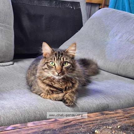 Photo 1/1 Wally Chat perdu à Ceaux