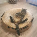 Photo de chat perdu à Lahas