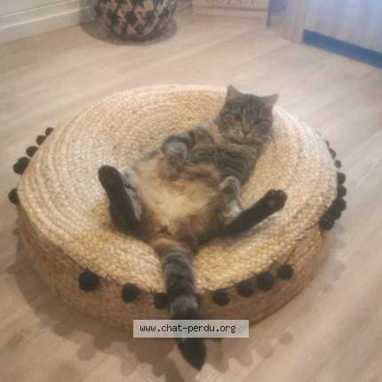 Photo 1/1 Maya Chat perdu à Lahas