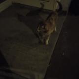 Photo de chat trouvé à Paris