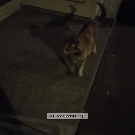 Photo 1/1 Chat trouvé Trouvé à Paris