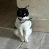 Photo de chat perdu à Exireuil