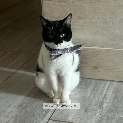 Photo 1/1 Batman Chat perdu à Exireuil