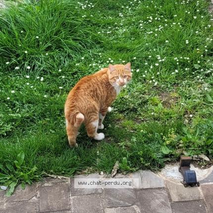 Photo 1/1 Chat trouvé Trouvé à Saint aigulin