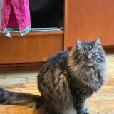 Photo de chat perdu à Montreuil