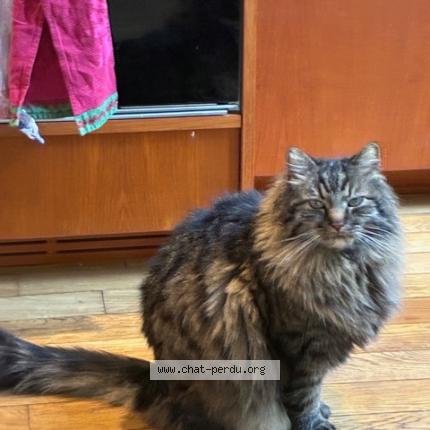 Photo 1/1 Yoda Chat perdu à Montreuil