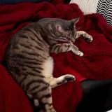 Photo de chat perdu à Coutances