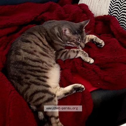 Photo 1/1 Orion Chat perdu à Coutances