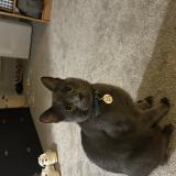 Photo de chat perdu à Lakewood