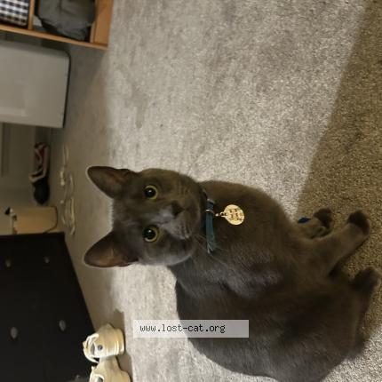 Photo 1/1 Huey Chat perdu à Lakewood