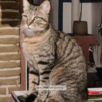 Photo 1/1 Chat retrouvé Perdu à Auzielle