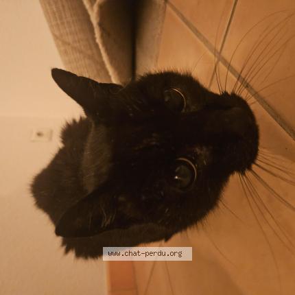 Photo 1/1 Chat retrouvé Trouvé à Montpellier