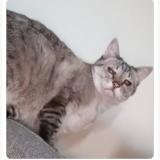 Photo de chat perdu à 60300 Senlis