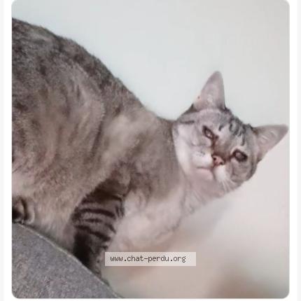 Photo 1/1 Coco Chat perdu à 60300 senlis