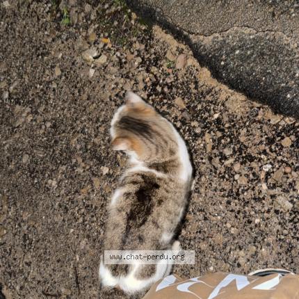 Photo 1/1 Chat trouvé Trouvé à Montpellier