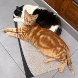 Photo de chat perdu à Lima