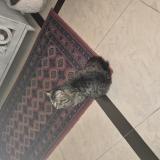 Photo de chat trouvé à Islamabad