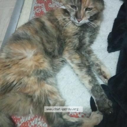 Photo 1/1 Chat retrouvé Trouvé à Paris