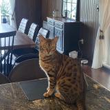 Photo de chat perdu à Saint Hubert