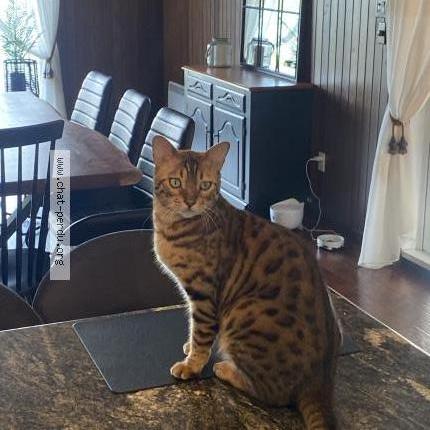 Photo 1/3 ENZO Chat perdu à Saint hubert